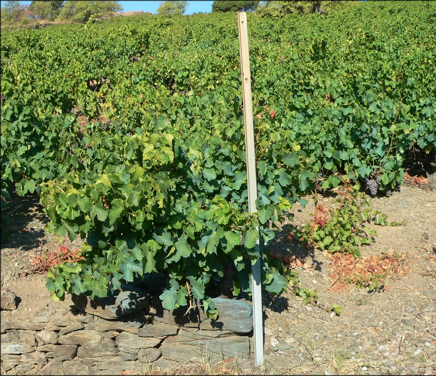 Southern French terroirs: every landscape offers a different conversation.
